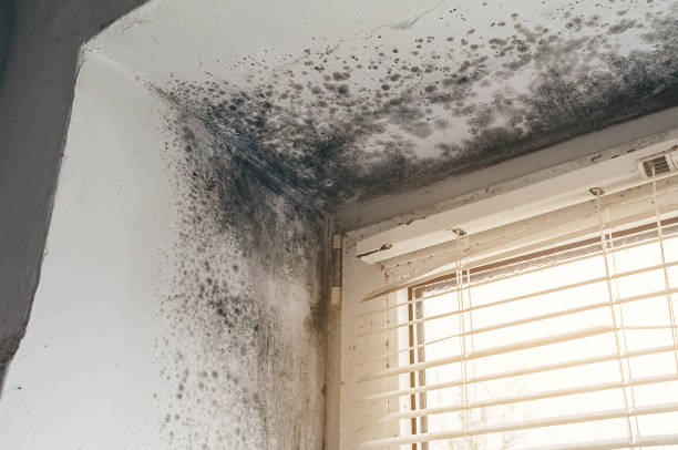 Affordable Mold Remediation solutions in Johnstown, CO