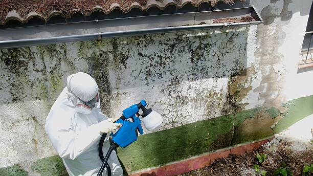 Top rated local Mold Remediation specialists in Johnstown, CO